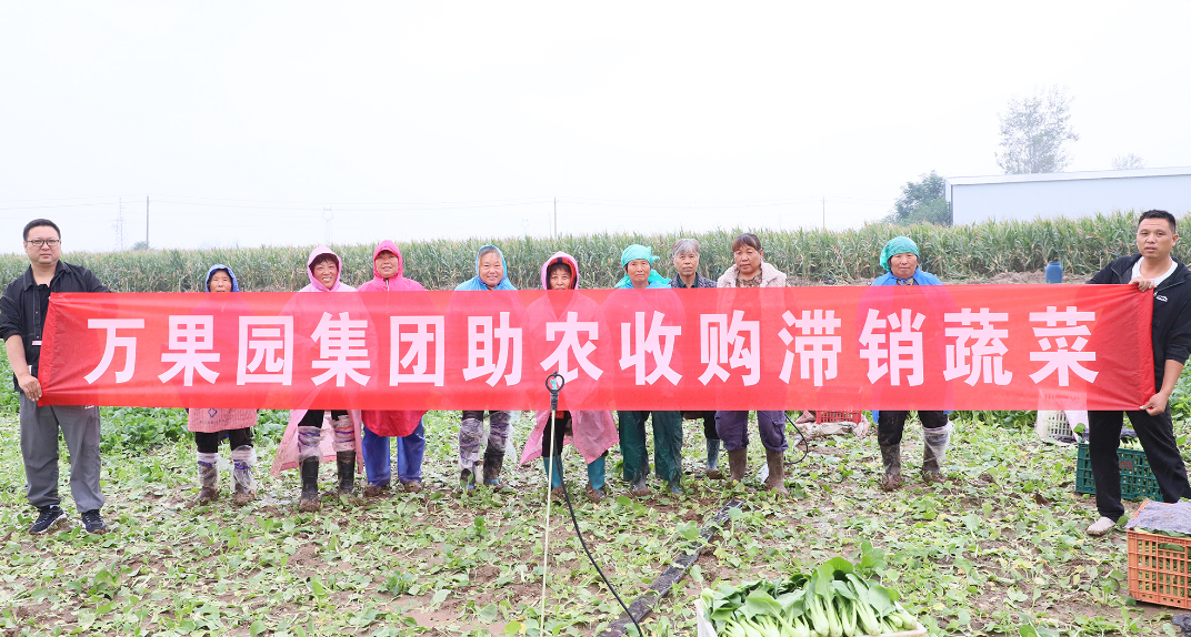 菜农500亩秋菜遭“雨劫” 商业公司爱心助农销路通