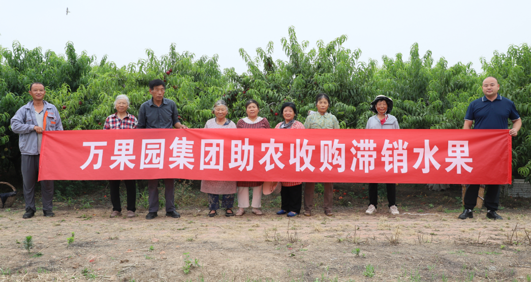阴雨遇滞销 助农暖桃农  万果园兜底收购油桃解民忧