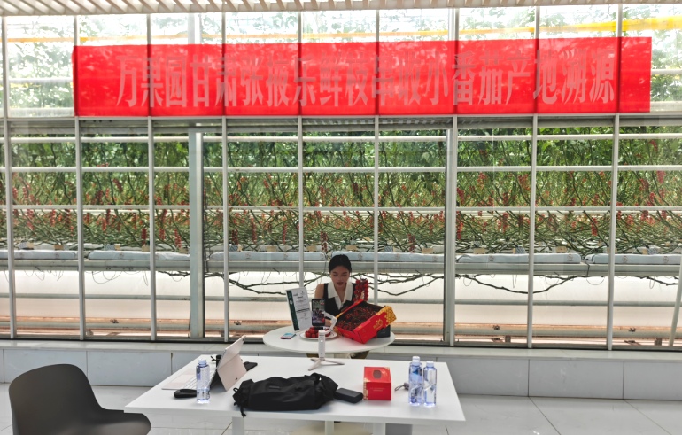 商业公司基地直播  赋能串收小番茄核心产区